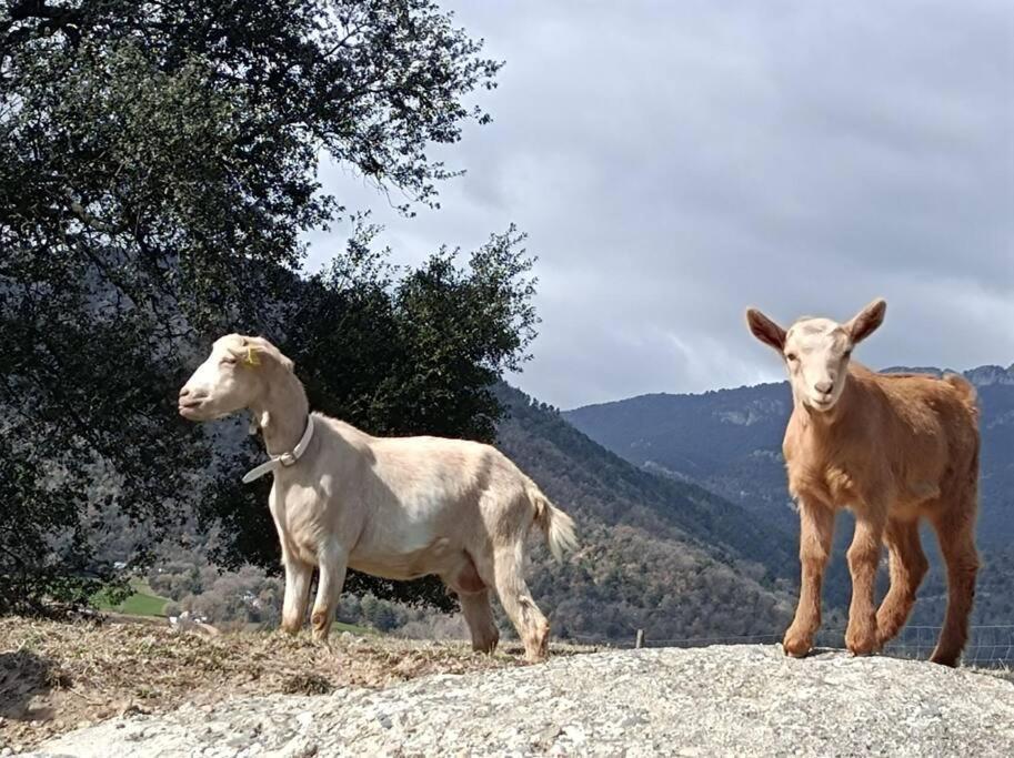 Apartamento El Niuet De Cal Cacuet, La Teva Escapada Rural. Aviá Exterior foto