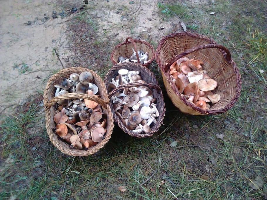 Apartamento El Niuet De Cal Cacuet, La Teva Escapada Rural. Aviá Exterior foto